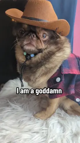 Relatable? #foryourpage #comedy #fyp #funnyvideo #relateable #memes #chillithepekepug #PetsOfTikTok #parody #dogsfunnyvideos #tinydog #cowboy 