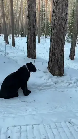 Black Panther climb tree  #blackpanther #Animals #Tree #Nature #Shorts #animaljumping 