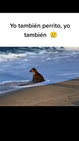 Yo también... 🥲 #perrito  #sad #johnnycashhurt 