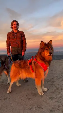 Golden Hour Hikes 🌅 #wolfdog #dogsoftiktok #dogdad 
