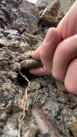 Here’s a freshly exposed ammonite rock that we found stuck in the mud 🏝🌊 It was a “beach prepped” Hildoceras ammonite from the Jurassic 😍🦑 This ammonite is around 185 Million Years Old 💀  If you’d like an ammonite rock like this to crack open yourself, please message us directly @yorkshire.fossils or browse the website at Yorkshirefossils.NET and click the “crack open yourself” section (link in bio) For more videos, check out our YouTube channel Yorkshire Fossils 🏝 Thanks for supporting our page! 🐊 #natural #fyp #nature #fossil #fossils #ancient #animals #art #ammonite #ammonites #dinosaur #scientist  #minerals #paleontology #whitby #geologist #dorset #geology #charmouth #jurassic #yorkshire