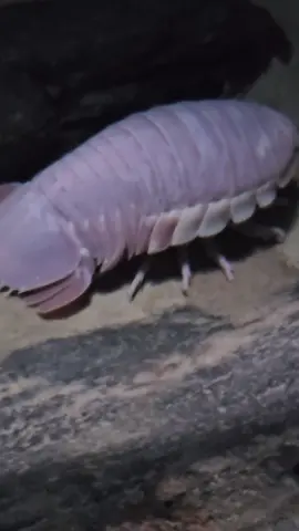 Giant Isopod this guy was HUGE and lives in the deep sea. They are related to the pill bug. #bugs #montereybayaquarium #ocean #sea 