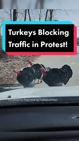 The turkeys are revolting 😜 | 🎥 from @ryusuke826 | Follow @thenatureparty for more outrageous talking animals. #turkeys #funnyanimals #animalvoiceover
