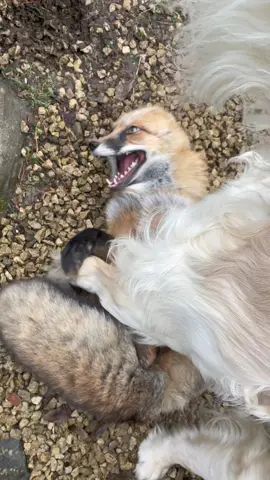 Lana loves Buddy.😏🫶🏽  #kikithefox #kikifoxfamily #fox #nopets