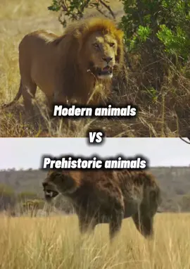 Fun fact: marsupial lions are related to wombats and koalas || #fyp #foryoupage #modernvsprehistoric #marsupiallion #cheetah #thylacoleo #marsupials #vs #cats #animaldebates #debates #debatevid #edit #animal1v1 #animalbattles #animalfights #whowouldwin #4u #viral #fypp #fyppp #fyppppp #fypppppppp #fypppppppppppppp #fyppppppppppppppppppppppp #animalsoftiktok #animaltok #animaltiktok #rocdebatez #wildlife #animals 