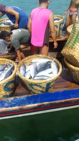 alhamdulilah berkah melimpah gaes 🤲🤲 #slerekprigi #nelayanprigi #pelautmuda #fyp #ikanmelimpah #masukberanda #masukberandafyp 