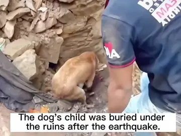 This🥺💔 #tiktokanimals #tiktokvideos #tiktokviralvideo #fypシ #foryourpage #earthquakerescue #puppyrescue 