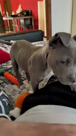 Cuando el papi me quita mi estrella de peluche, me enfado un poco con el🙄🙄 porque no me basta con tener el sofa lleno de juguetes😕😕 los quiero todos🥺🐾 #thor #americanstanford #americanstanfordblue #americanespaña #americanpuppy #ppprecioso #mallorca #españa #mascotas #parati #like 