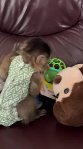 Everett said thank you @kialacapuchin for his present!! #everetthenry #cutebaby #babymonkey #capuchin #monkey #monkeysoftiktok 