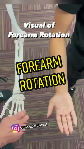 This is how your forearm rotates - one bone crosses over the other bone! #anatomy #handanatomy #medical #medschool #forearm #handtherapy 