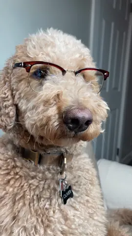 Math was never my best subject #math #dogs #foryou #dogtok 