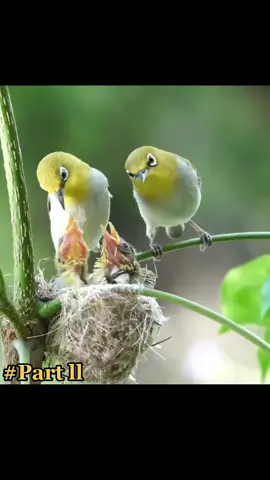 kehidupan burung di alam liar  part ll,  #melolohburung #alamlestari #burungliar #keindahanalam #satwa #satwaliar #duniabinatang #foreyou #fypシ #fyp 