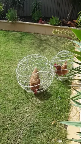 Chicken Orbs the foraging enclosure for gardeners.let your chickens in the garden without all the flickin