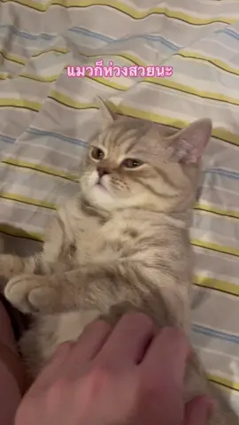 แมวก็ห่วงสวยนะ