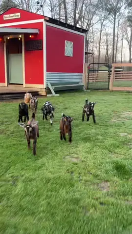 They moved outside today! #fyp #viral #babygoats #bottlefeeding #goatsoftiktok 