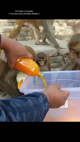 Monkey like to drink mango juice #feedinganimal 