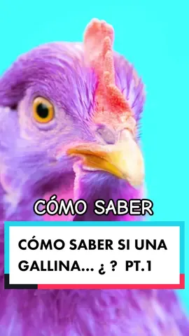 Cómo saber si una gallina…PT.1🤷🏻‍♂️#gallinasponedoras #parati #fyp #gallinascamperas #gallinasdecampo #viral #losabías? #curiosidades #chicken 