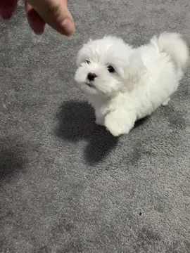 #CapCut #foryou #foryourpage #bichon #bichonmaltese #dog 2 luni/4 luni❤️