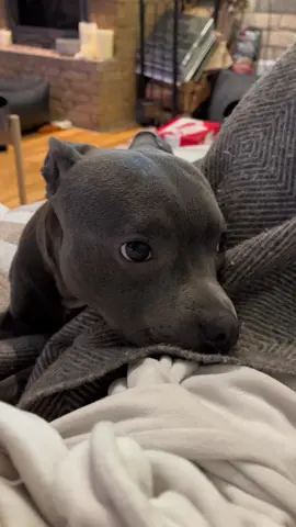 Many boys ☺️#staffordshirebullterrier #dogsoftiktok #fyp 