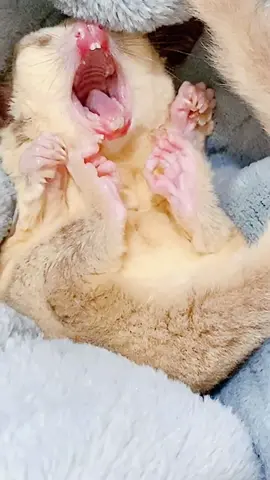 #sugarglider #cute #pet #baby #tiny #cuteanimals #fyp #foryoupage 
