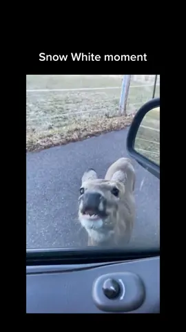 How would you react?🦌 #fyp #animalsoftiktok #deer #funny #waitforit 