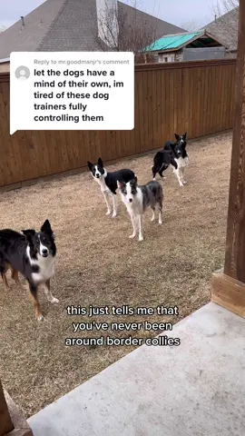Replying to @mr.goodmanjr #bordercollies #bordercollie #DogTraining #dogtrainer #mindcontrol 