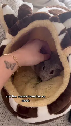 Introducing my baby ❤️ stay tuned we will be getting her a sister soon….