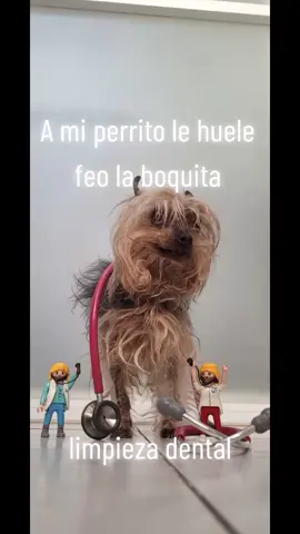 A mi perro le huele feo la boquita #hospitalveterinariosanjuan #amiperrolehuelefeolabica #limpiezadentalminiatura