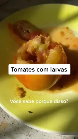 Tomate com larvas ! #dicasdehorta 