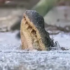 Alligators survive in frozen swamps by sticking their noses throught the ice to breath #alligator #animalsurvival 