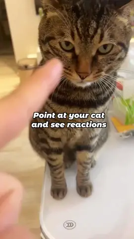 Who can translate what he said? 😂 #catsoftiktok #kittens #lovecat #angrycat #catlover #catreaction #fypシ゚viral #tiktokviralvideo #pets #funnytiktok @petpetpals 