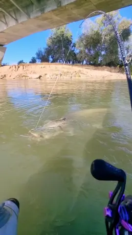 #fishing #pesca #wedkarstwo #siluro #catfish #sum #rivergishing #monsterfish #spinfishing #predatorfish #deporte #sports 