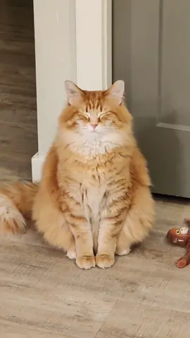 Definitely not the response I expected 😅 #catsoftiktok #foryourpage 