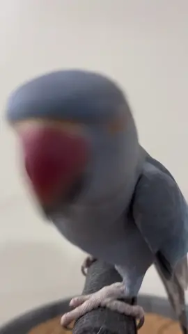 thank you for the birthday wishes🎉🥳 #birthday #bird #talkingparrot #fypシ #foryou #foryoupage 