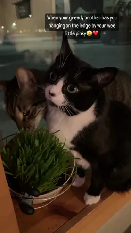 Going crazy for that cat grass😂 #catgrass #cat #tiktokpets #catsoftiktok 