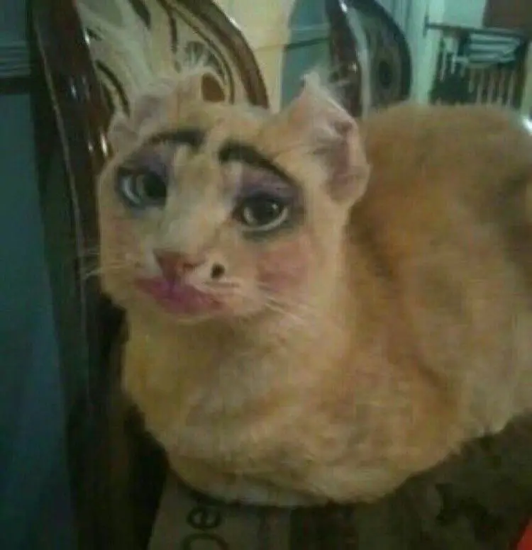 If ur sad here some funny cat pictures 🤗 #fyp #fypシ #foryoupage #funny #funnycats #funnycatpictures 
