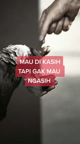 #CapCut 