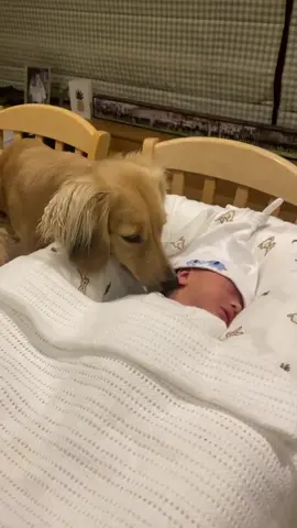 They say when you meet the love of your life, time stops ⏰✋🏽#dachshund #dachshundsoftiktok #dogsandbabies #babiesanddogs #fyp #fypシ #dachshundpuppy #doxie #doxiesoftiktok 
