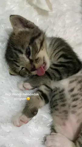 kucing random😭🙏🏻#kucingkampung #fypシ #fyp 