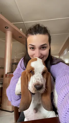 Bello bello bello cicciottello🐷 #bassethound #lovebassethounds #perte 