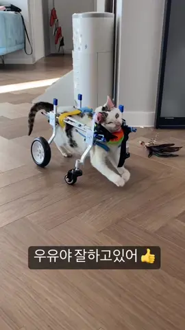 Helping a paralyzed cat gain mobility 🥰 (via IG/lazy_jumma)