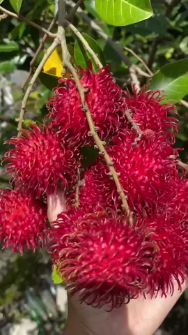 Gemeees merah merona😍🍒 #harvest  #rurallife #buah #rambutan 