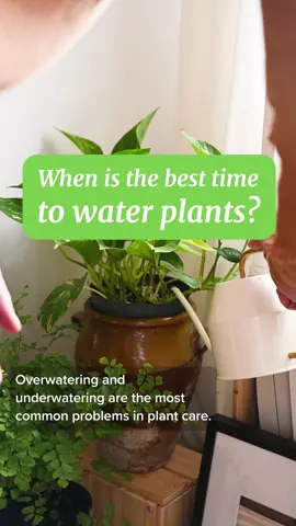 Timing is key when it comes to watering your plants! 💧🌿 Watch this video to learn the best time to water your plants and keep them happy and healthy! #blossomapp #waterplant #plantcaretips #houseplantsoftiktok #houseplantlove #wateringplants 