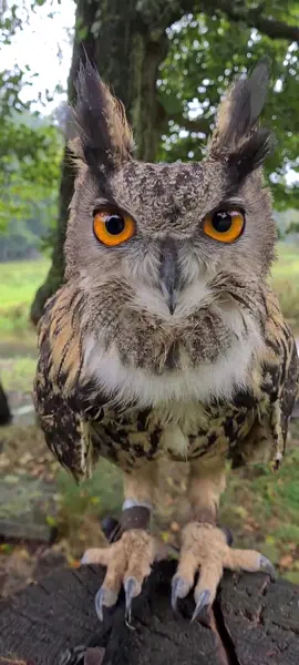 Huhu.... Moosi 🦉 #Uhu #huhu #eule #Augen #amazingeyes #Orange #OWL #owls #eulenfan #owllover #owllove #Funny #funnyanimals #funnyvideos #funnyvideos😂 #eagleowl
