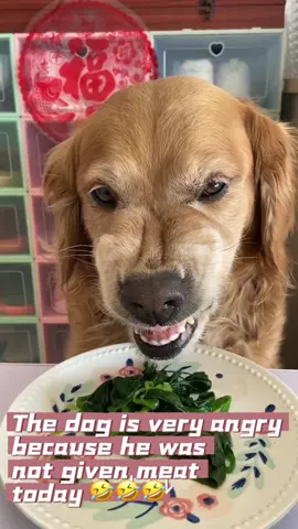 Only vegetables, very angry🤣🤣#eating #PetsOfTikTok #dogtok #dog #dogfunny #dogeating#dogfood#dogfoodrecipe