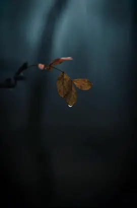 من روائع الإمام علي ابن ابي طالب (ع)، عن شرف العمل وكرامته .