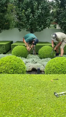 Clipping Buxus balls with @Frameitlawnsandgardens #tiktoker #tiktoktopiary #satisfaction #asmr #Topiary #4u #teamwork #mates 