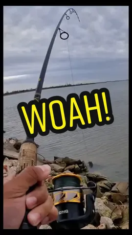 Giant Fish on a Small Rod! #fishing #bigfish #fyp #fishtoks #jetty #viral #gganglers 