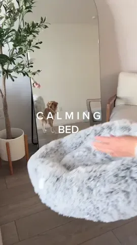 Sweet dreams 😴💤 - do they make this in adult size 🛌 || #unboxingasmr #calmingbedfordogs #anxietybed #dogmusthaves #asmrunboxing #asmrsounds #dogfinds #newdogbed #unboxwithme #musthavedogproduct 