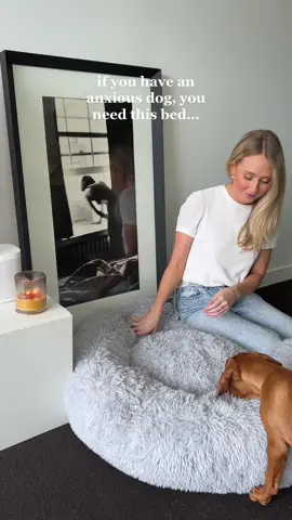 The Sash Calming Dog Bed was designed with anxious dogs in mind 😌 With generous sizing, three times more filling than other dog beds and a super soft faux fur machine washable cover, your dog will feel snug, safe & comfortable with every nap. #sashbeds #dogwithanxiety #australiandogs #australiasbestdogbed #dogbedcheck #bestdogbedforanxiety #bestdogbedwashable #bestdogbednotsmelling #bestcalmingdogbed #fluffydogbed #calmingdogbed #dogbed #luxurydogbed #bestdogbed #dogsoftiktok #dogtok #doglover #doglife #aussiedog #puppiesoftiktok #dogsofaustralia #puppiessleeping #doggo #dogbedsontiktokshop #dogbedswithstyle #vizslapuppy #vizsla 